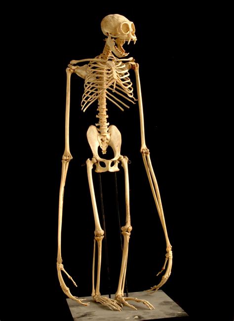 abstractbody: "gibbon skeleton. he look so happy with his long arms omg ...