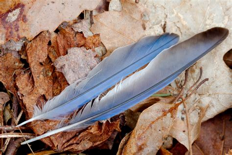 Blue Jay Feathers | Henry Hartley