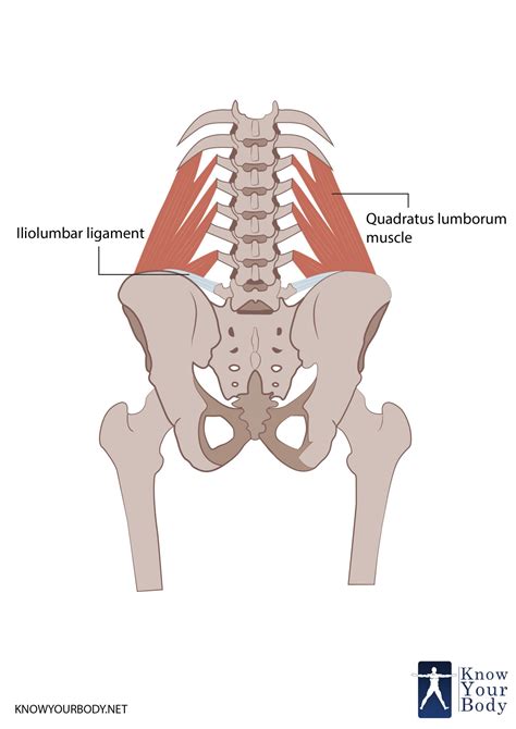 Quadratus Lumborum - Anatomy, Origin, Function and FAQs