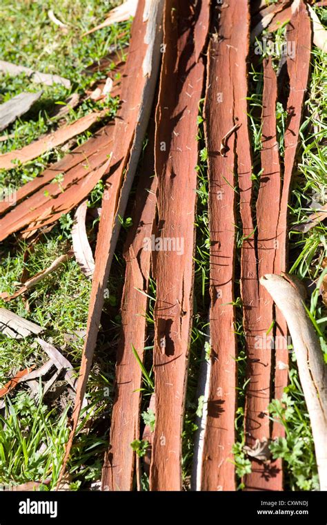 Eucalyptus Bark Eucalyptus deglupta Stock Photo - Alamy