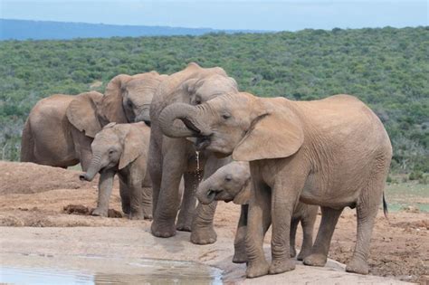 More Elephants Are Being Born Tuskless Thanks to Poaching - Big Think