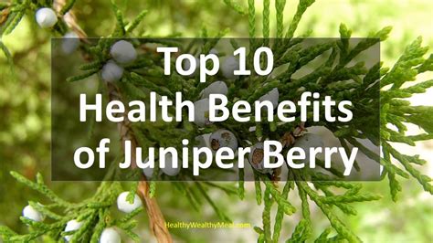 Top 10 Health Benefits of Juniper berry - Healthy Wealthy Tips - YouTube