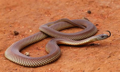 10 Venomous Snakes In Australia - A-Z Animals