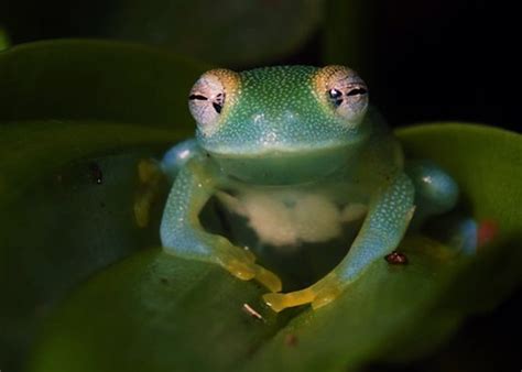 Frog, botanical gardens. Atlanta, GA | Juan Carlos Martin | Flickr