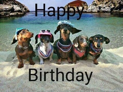 Dachshund Birthday Meme 1682 Best Birthday Bonanza Images On Pinterest Birthday | BirthdayBuzz