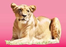 Female Lion Vector for Free Download | FreeImages