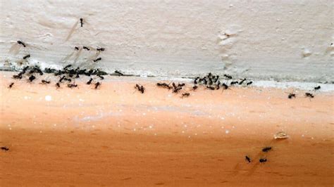Why Are Ants Crawling On My Ceiling? (Quick Facts) – School Of Bugs