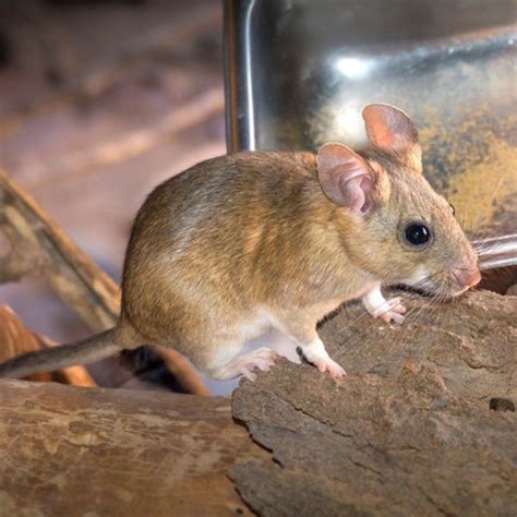 Pack Rat | How to Identify Pack Rats in Kansas | Pack Rat Habitat