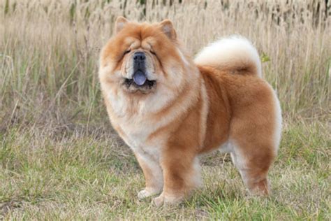 Chow Chow Dog Breed Information, Images, Characteristics, Health