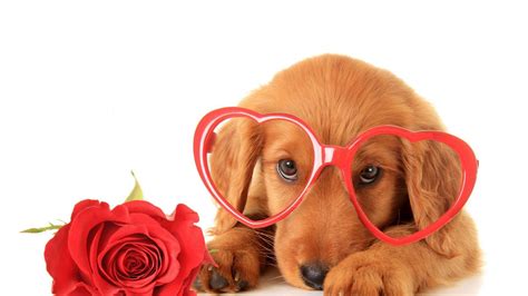 Valentine Puppy Wallpapers - Top Free Valentine Puppy Backgrounds ...