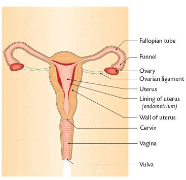 Human Reproduction