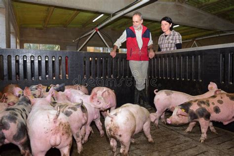 Couple of Farmers on a Pig Farm Stock Photo - Image of nature, inside: 141888344