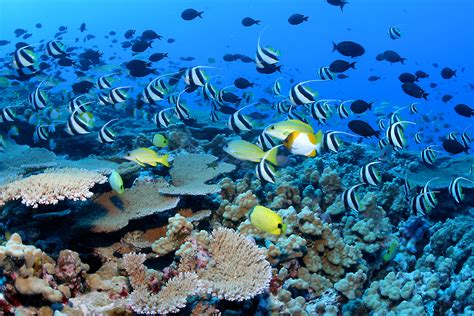 Papahānaumokuākea Marine National Monument