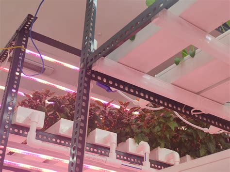 Indoor Hydroponics Farming in India | Types and Setup