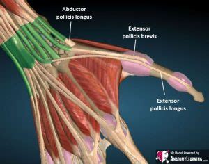 Hand-Finger normal – ULTRASOUNDPAEDIA