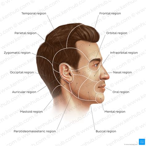 Human face: anatomy, structure and function | Kenhub