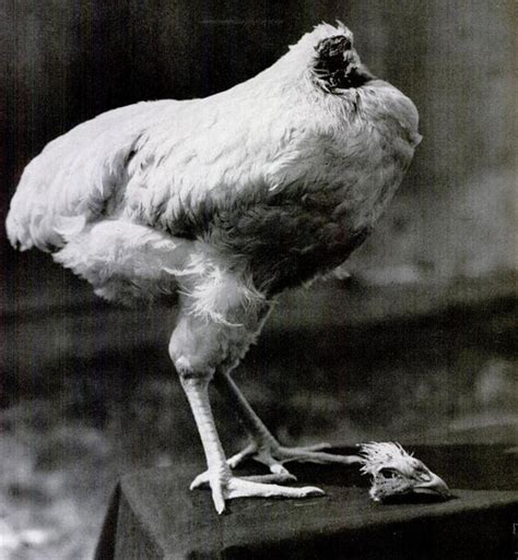 Mike the Headless Chicken - Lived 18 months without a head!