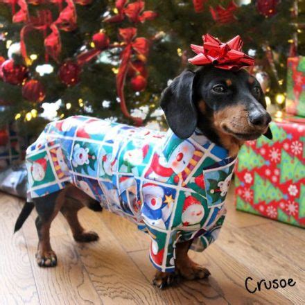 15 Funny Costumes For Dachshunds | Page 3 of 4 | PetPress