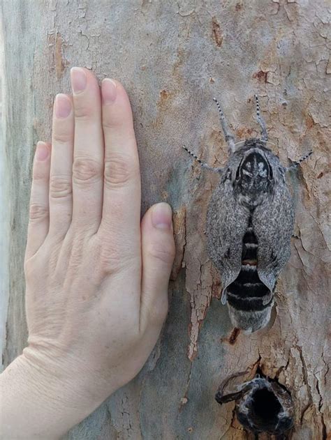 Giant Wood Moth recently emerged, wings still wet. (Endoxyla cinereus) - snapped whilst taking ...