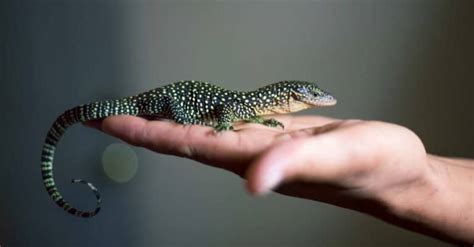 Monitor Lizard Pictures - AZ Animals