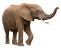 Elephant Alphabet Letter E Free Stock Photo - Public Domain Pictures