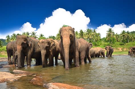 Yala Safari Tour Packages, Sri Lanka Tour Packages