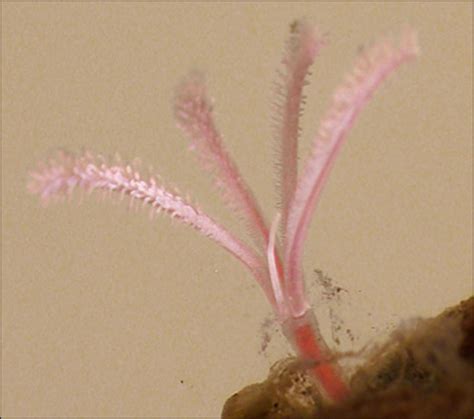 Osedax mucofloris (Bone-eating snot-flower worm) (Zombie worm)