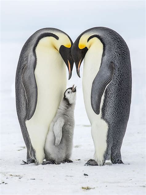 Emperor Penguin Facts - WorldAtlas