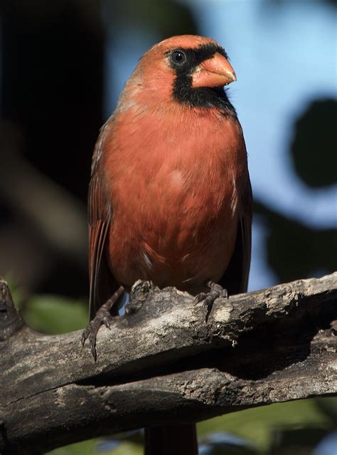cardinal bird | cardinal bird | C Watts | Flickr