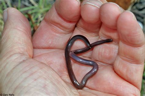 Brahminy Blind Snake - Indotyphlops braminus