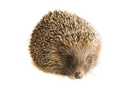 Hedgehog Animal with Spikes Isolated Stock Image - Image of sharp ...