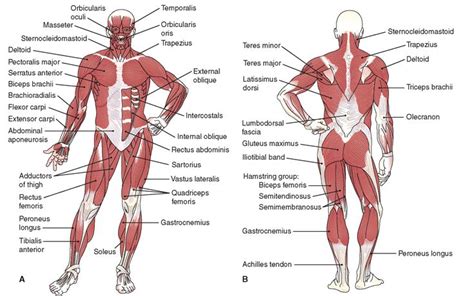 posterior muscles of the body diagram | Muscle diagram, Human muscular ...