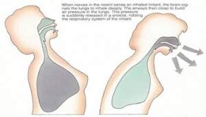 Mechanism of Cough and Sneeze | MEDCHROME