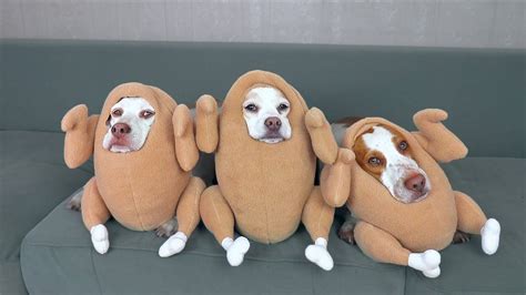 Funniest Dog Halloween Costumes Compilation: Funny Dogs Maymo, Potpie & Penny Trick-orTreat ...
