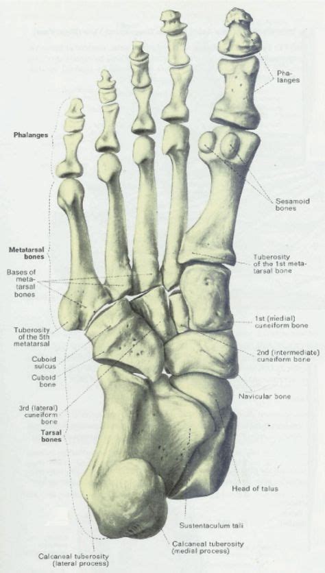 Anatomy & Physiology Illustration | Anatomy bones, Anatomy, Physiology