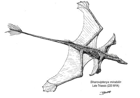 Sharovipteryx a whacky flyer from the Triassic : r/Naturewasmetal