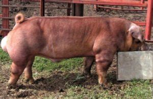 Duroc Pig: Breed History, Characteristics & Facts