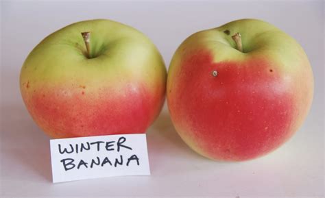 Winter Banana Apple - Fedco Trees