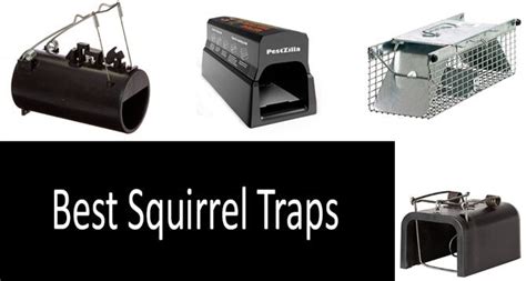 TOP-5 Best Squirrel Traps in 2020 from $12 to $40