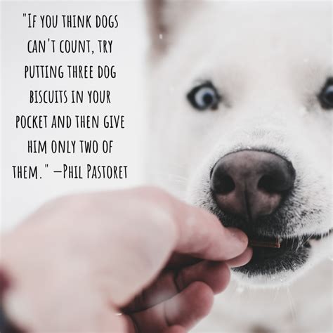 Famous Quotes About Dogs - Holidappy