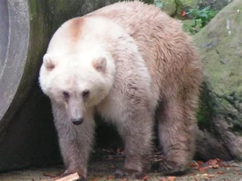 Pizzly Bear: 10 Fascinating Facts About Polar-Grizzly Hybrids - Our Planet