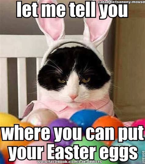 Cat wears fake Easter Bunny ears in 2020 | Funny cat memes, Easter humor, Easter cats