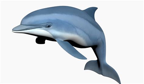 3D dolphin modeled - TurboSquid 1551817