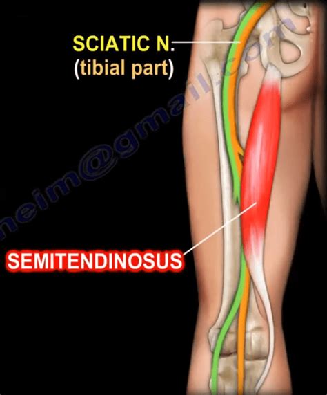 Anatomy of the Semitendinosus Muscle - Healthcare Orthopedic Surgery Muscles Anatomy Leg