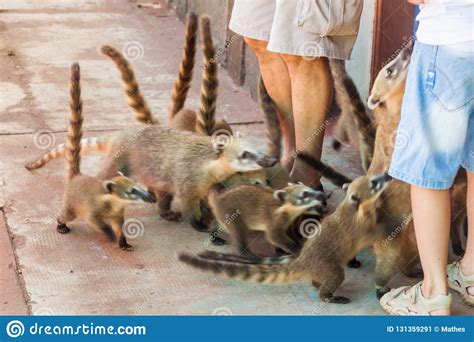 Coatis editorial photo. Image of fauna, cute, forest - 131359291