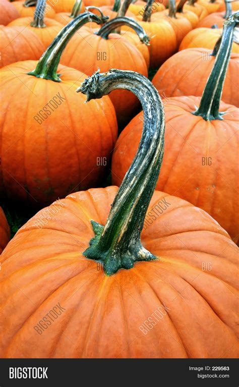 Pumpkin Stem Image & Photo (Free Trial) | Bigstock