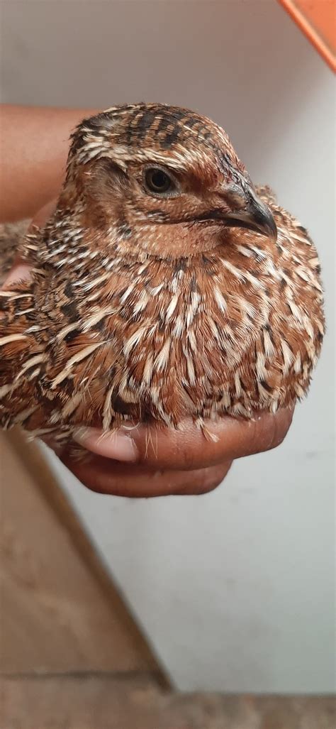 Fertilized Coturnix Quail Eggs - Philadelphia, PA Patch