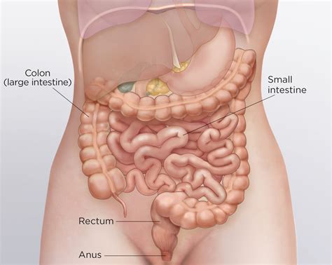 Large Intestine Cancer Tumor