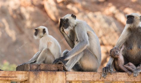 Premium Photo | Langur monkey