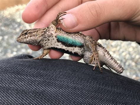 Male western fence lizard I found outside #reptiles | Lizard, Reptiles ...